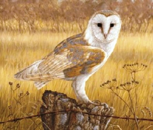 owl paintings for sale