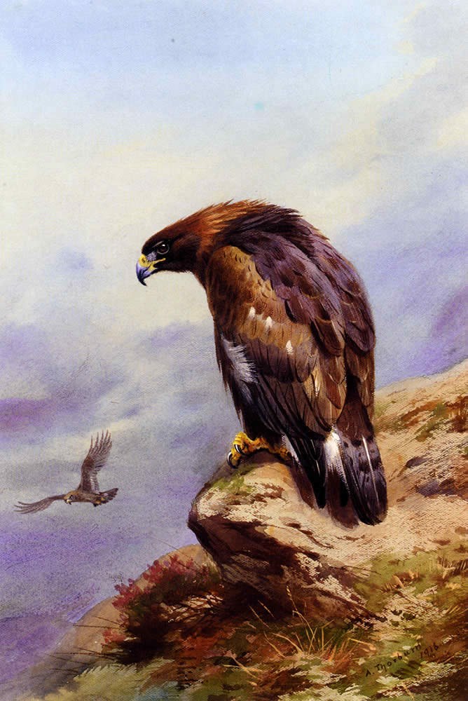 Archibald Thorburn A Golden Eagle Painting | Best Paintings For Sale