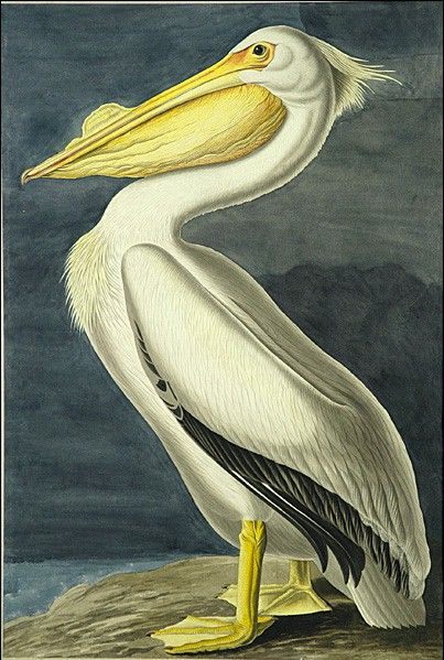 John James Audubon American White Pelican Painting | Best Paintings For ...