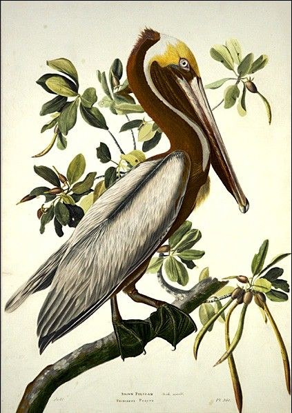 John James Audubon Brown Pelican Painting | Best Paintings For Sale